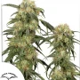 Cannabis seeds Pamir Gold® from Dutch Passion